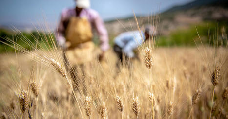 Drought threatens MOROCCO's bread basket economy: World Bank | MED-Amin network | Scoop.it