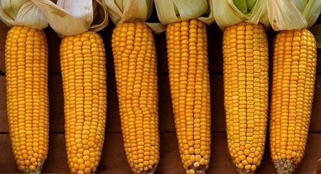 Les "OGM" : une catégorie juridique aux contours débattus | Les Colocs du jardin | Scoop.it