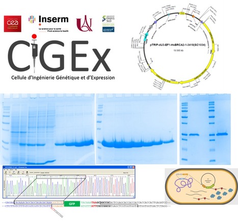 FOCUS PLATEFORME : CIGEx : rendre le clonage de gène(s) et la purification de protéine(s) flexibles, rapides et efficaces | Life Sciences Université Paris-Saclay | Scoop.it