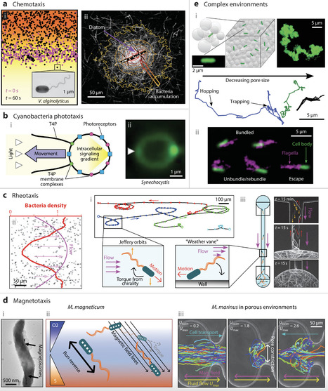 Biophysics of Microbial Locomotion | anR | RMH | Scoop.it
