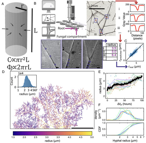 Carbon&ndash;phosphorus exchange rate constrains density&ndash;speed trade-off in arbuscular mycorrhizal fungal growth | pnas | RMH | Scoop.it