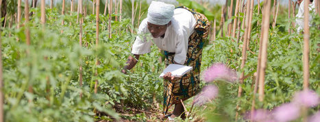 Plateforme des connaissances sur l'agroécologie - Fao | Graines de doc | Scoop.it