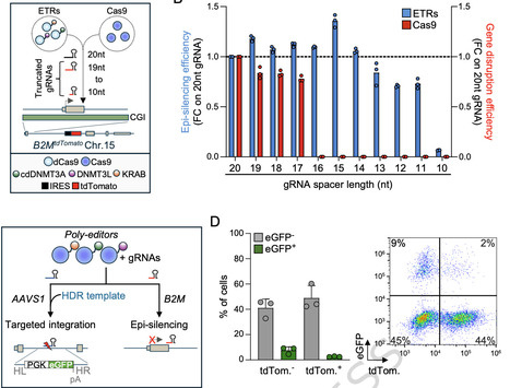 Simultaneous orthogonal cell engineering by a single CRISPR-Cas9 polyfunctional editor | Ncm | RMH | Scoop.it