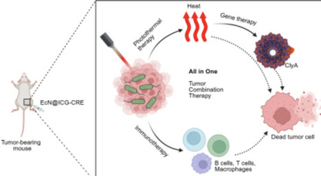 Engineered photothermal-responsive bacterial platform for in vivo fluorescence imaging-guided photothermal/gene combined breast cancer therapy | tin | RMH | Scoop.it
