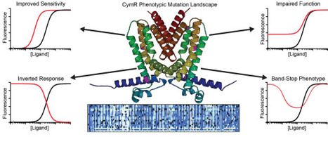 Mapping the phenotypic landscape of a transcriptional repressor using Deep Mutational Scanning and Growth-based Quantitative Sequencing | brvsys | RMH | Scoop.it