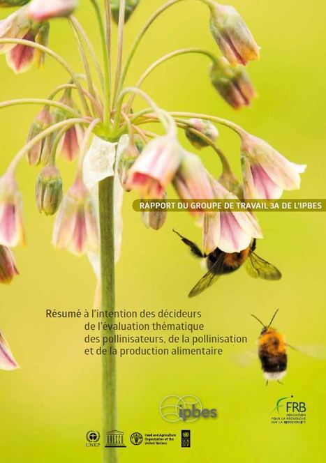 Pollinisation, pollinisateurs et production alimentaire, un état des connaissances pour l'action publique et privée | Insect Archive | Scoop.it