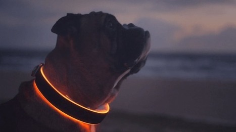 Buddy, a Smart Collar to track your Dog's Activities | Technology in Business Today | Scoop.it