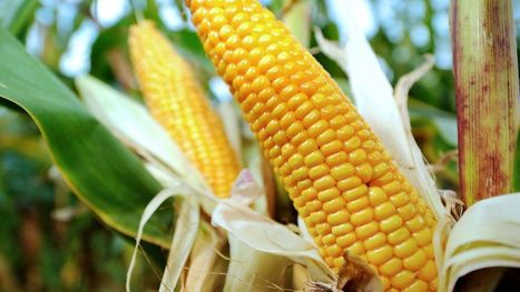 Monsanto se lance dans la production de pesticides bio | Questions de développement ... | Scoop.it