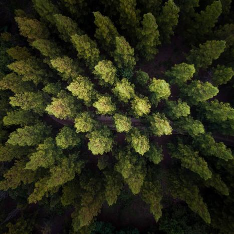 The precision forestry revolution | Timberland Investment | Scoop.it