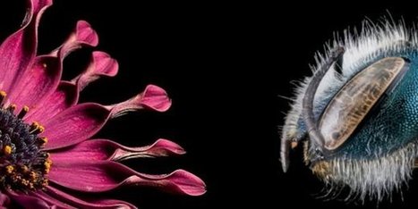 Biotech : éleveur d’abeilles, Osmia lève 1 M€ | Variétés entomologiques | Scoop.it