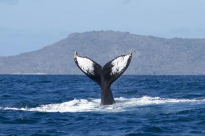 Les baleines sont arrivées ! Parc naturel marin Mayotte | Biodiversité | Scoop.it