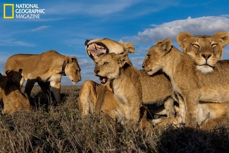 The Serengeti Lion - Life On the Plains With the Vumbi Pride - Superb WATCH | BIODIVERSITY IS LIFE  – | Scoop.it