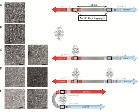 Caractérisation du premier facteur de transcription tétramérique de la superfamille GntR ayant un mécanisme de régulation allostérique chez le pathogène bactérien Agrobacterium fabrum | Life Sciences Université Paris-Saclay | Scoop.it