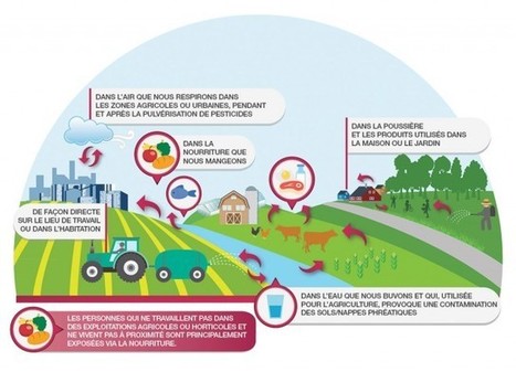 Greenpeace International publie un rapport qui résume les conséquences sur la santé de l'exposition aux pesticides | EntomoNews | Scoop.it