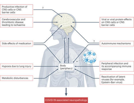 The neurobiology of SARS-CoV-2 infection | Nature Reviews Neuroscience | NeuroImmunology | Scoop.it