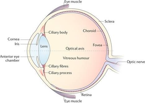 The microbiome and HLA-B27-associated acute anterior uveitis | Rheumatology-Rhumatologie | Scoop.it