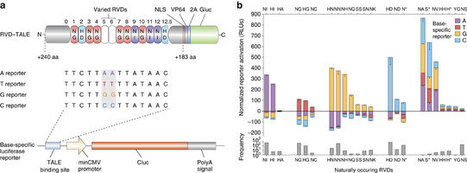 Comprehensive interrogation of natural TALE DNA-binding modules and transcriptional repressor domains - Nature Communications | TAL effector science | Scoop.it