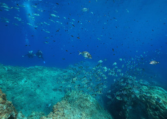 Aires marines protégées : la France veut limiter le chalutage de fond, sans convaincre les ONG | Environnement - Développement durable - Climat | Scoop.it
