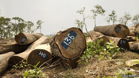 Rubber barons: the destruction of forests continues | Timberland Investment | Scoop.it