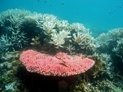 Appel d'océanographes pour protéger la Grande barrière de corail | Biodiversité | Scoop.it