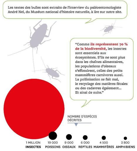 Infographie. Toute la puissance des insectes | EntomoScience | Scoop.it