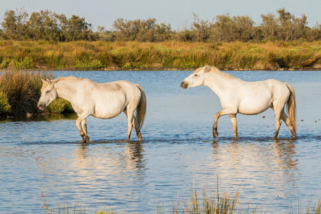 Climat et leishmaniose : les chevaux pourraient constituer un réservoir important pour le parasite | vetitude | Scoop.it