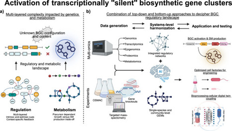 Regulatory and metabolic control of microbial biosynthetic gene clusters | ComB | RMH | Scoop.it