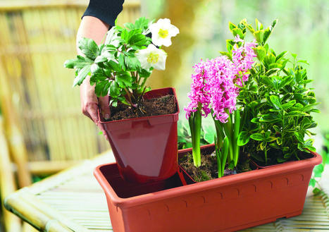 [Article] L'innovation à fleur de pot-Jardins de France n°669 | HORTICULTURE | Scoop.it