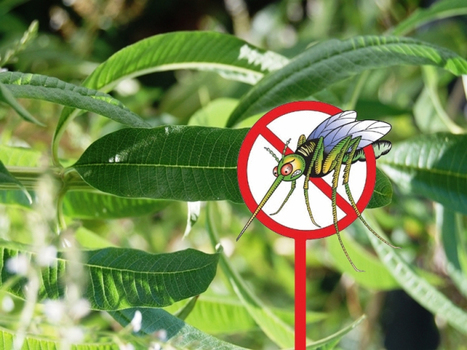 Les plantes anti-moustiques, des insecticides naturels ! | Variétés entomologiques | Scoop.it