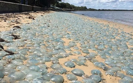 Blanket of blue blubber jellyfish covers Queensland beach | THE OTHER EYEWITTNESS - news | Scoop.it