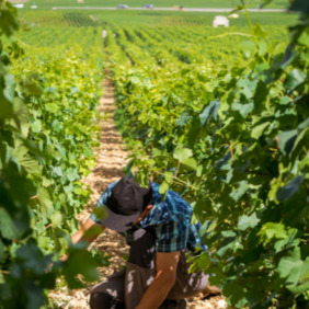 FRANCE : Atténuer les « excès du climat » : quand chênes et oliviers cohabitent avec la vigne  | CIHEAM Press Review | Scoop.it