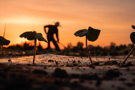 L'ECHO DEMETER : Les CUBITA, les six futurs pivots de l&rsquo;avenir agricole et alimentaire mondial | &Eacute;CHO DEMETER - Nos experts s&rsquo;expriment | Scoop.it