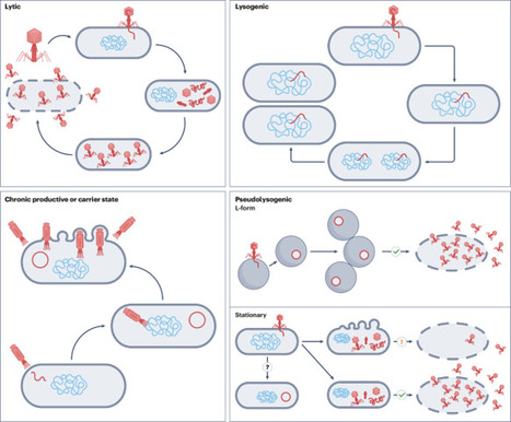 Phage therapy: from basic biology to clinical application | Nrm | RMH | Scoop.it