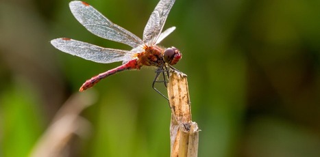Découvrez les insectes qui défient la chute de la biodiversité / Meet the insects that are defying the plunge in biodiversity – new findings | EntomoNews | Scoop.it