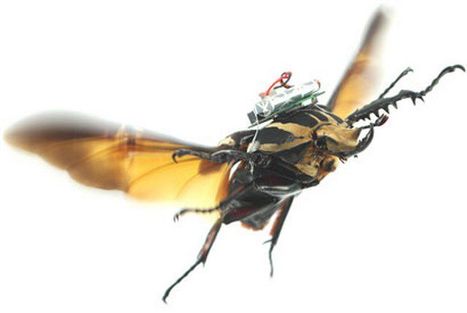 Insecte cyborg : un coléoptère transformé en drone | Koter Info - La Gazette de LLN-WSL-UCL | Scoop.it