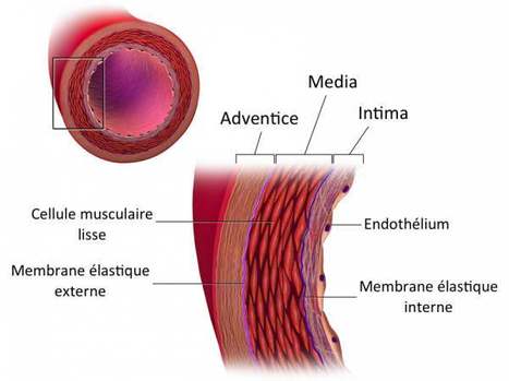 2-La-rigidite-arterielle - mieux la comprendre grace à ce blog #hcsmeufr  | BEST OF PHARMAGEEK | Scoop.it