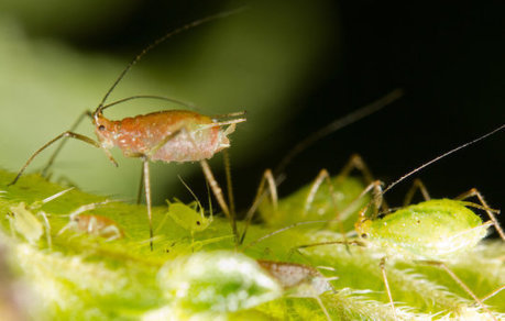 Virus genes help determine if pea aphids get their wings | Virus World | Scoop.it