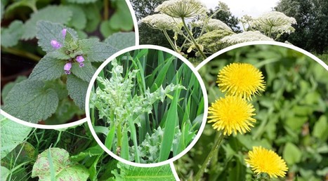 Plantes bio-indicatrices : Pourquoi tant de pissenlits, rumex ou chardons dans ma prairie ? | Lait de Normandie... et d'ailleurs | Scoop.it