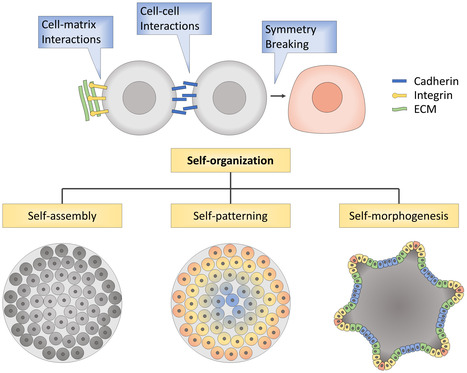 Design Principles for Pluripotent Stem Cell-Derived Organoid Engineering | iBB | Scoop.it