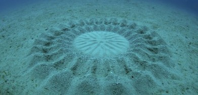 Des crop circles sous la mer | EntomoScience | Scoop.it