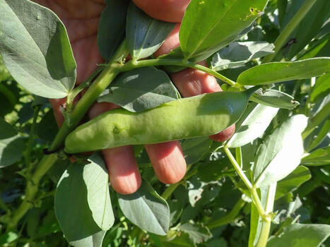 Les Britanniques &eacute;tudient la possibilit&eacute; de remplacer le soja par des f&egrave;ves. | ITERG - Veille sectorielle | Scoop.it