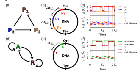 Robustness of synthetic oscillators in growing and dividing cells | RMH | Scoop.it