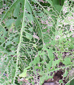 Control of the Japanese Beetle | Gardening Life | Scoop.it