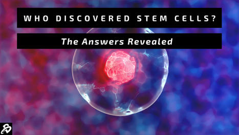 Who Discovered Stem Cells? The Answers Revealed | Adult Stem Cells Repair Body | Scoop.it