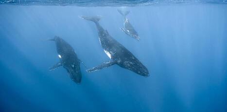 Baleines, mangroves, phytoplancton&hellip; captent-ils vraiment notre&nbsp;CO₂&nbsp;? | Biodiversit&eacute; | Scoop.it