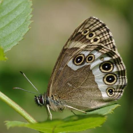 Un paradis pour les insectes sous les frondaisons de Develier (Suisse) | EntomoNews | Scoop.it