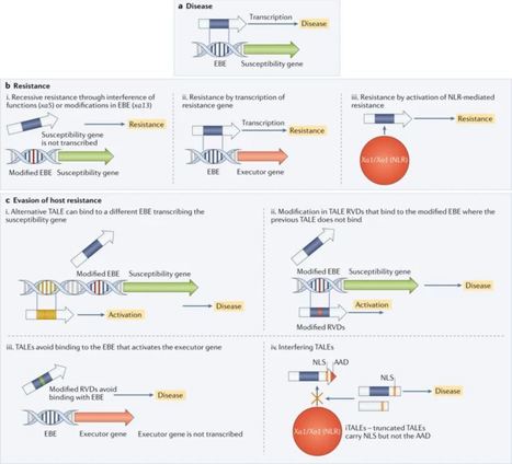Xanthomonas diversity, virulence and plant–pathogen interactions - Nature Rev. Microbiol. | TAL effector science | Scoop.it
