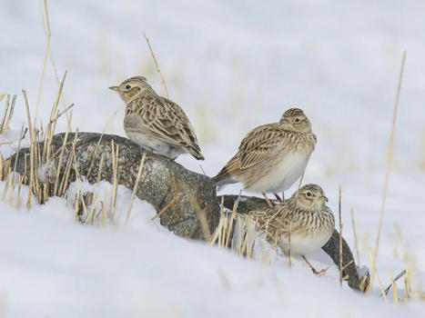 Muuttolintukalenteri: Kymmenen viikkoa kiurusta kes&auml;&auml;n | 1Uutiset - Lukemisen t&auml;hden | Scoop.it