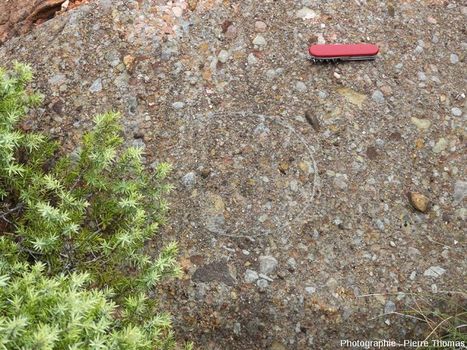 &OElig;ufs de dinosaure dans le Rognacien (Cr&eacute;tac&eacute; terminal continental) de Provence et du Languedoc | Veille &Eacute;ducative - L'actualit&eacute; de l'&eacute;ducation en continu | Scoop.it