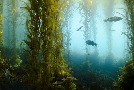 Turf Algae and Kelp Forests | HALIEUTIQUE MER ET LITTORAL | Scoop.it